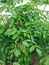 Juglans nigra, Schwarznuss, Färbepflanze Juglans nigra, Schwarznuss, Färbepflanze, Färberpflanze, Pflanzenfarben, färben, Klostergarten Seligenstadt